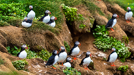 Puffin Tours