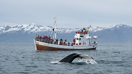 Whale Watching