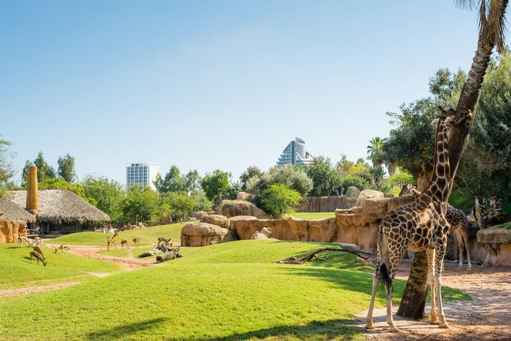 Bioparc Valencia