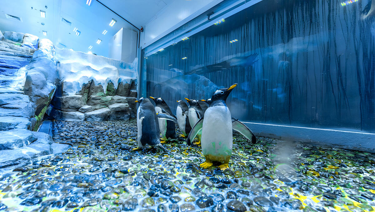 Dubai Aquarium & Underwater Zoo with Penguin Cove Ticket