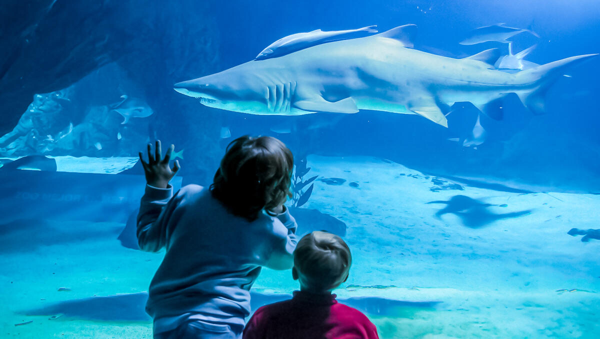 Madrid Zoo Aquarium Ticket