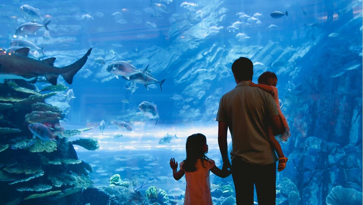 Porto: SEA LIFE Ticket