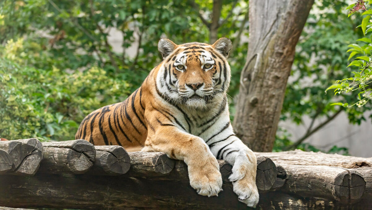 Schönbrunn Zoo Ticket